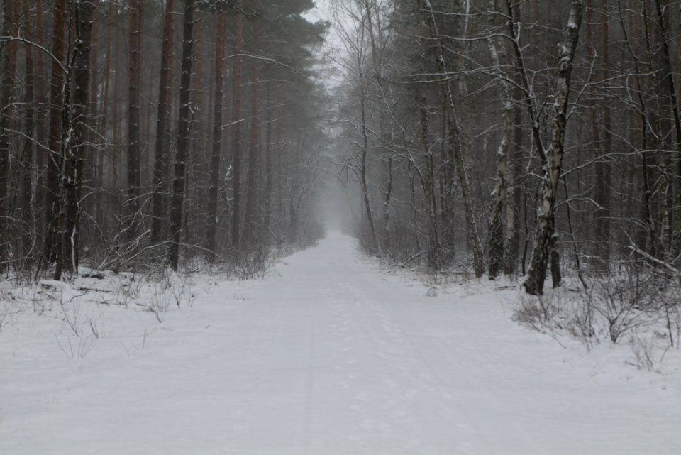 Forest Beelitz with snow 2021-02-07 11