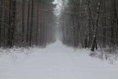 Forest Beelitz with snow 2021-02-07 11
