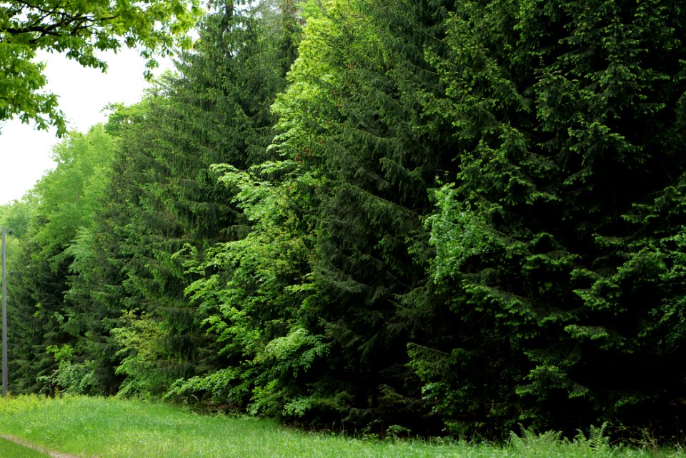 Forest Fürstenberg Himmelpfort 2021-05-29 09