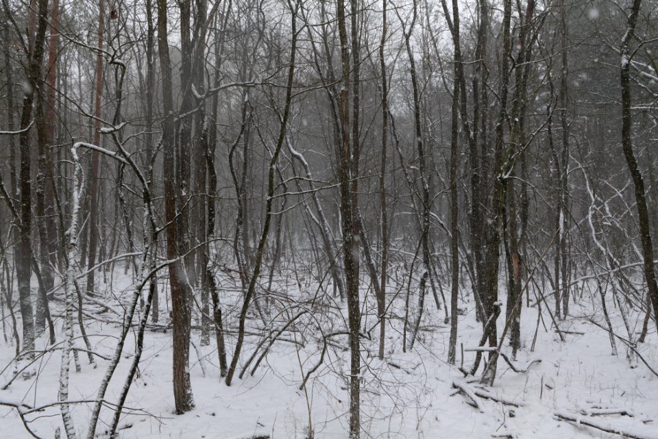 Forest Beelitz with snow 2021-02-07 02