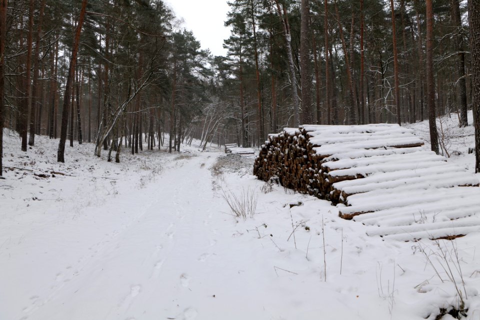 Forest around Wietkiekenberg Ferch with snow 2021-02-07 14