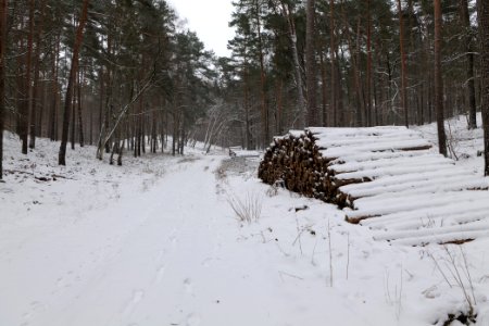 Forest around Wietkiekenberg Ferch with snow 2021-02-07 14