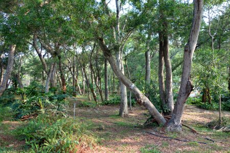 Forest - Tunghai University - DSC01773