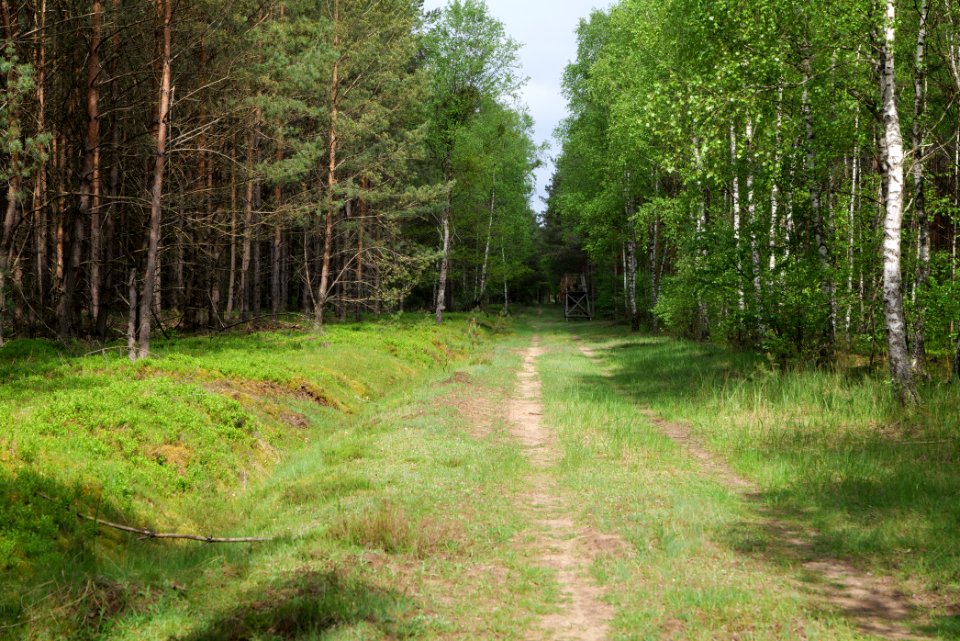 Forest Himmelpfort 2021-05-29 71
