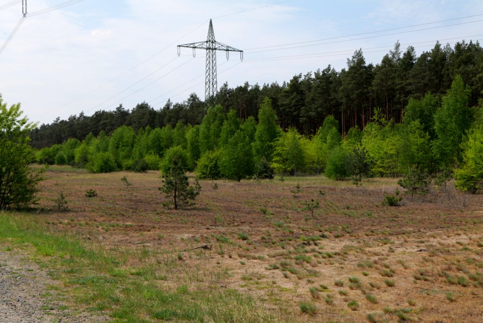 Forest between Hennigsdorf and Oranienburg 2020-05-10 09