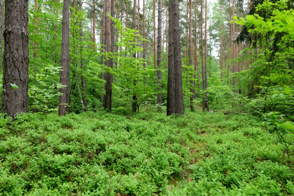 Forest Fürstenberg Himmelpfort 2021-05-29 05