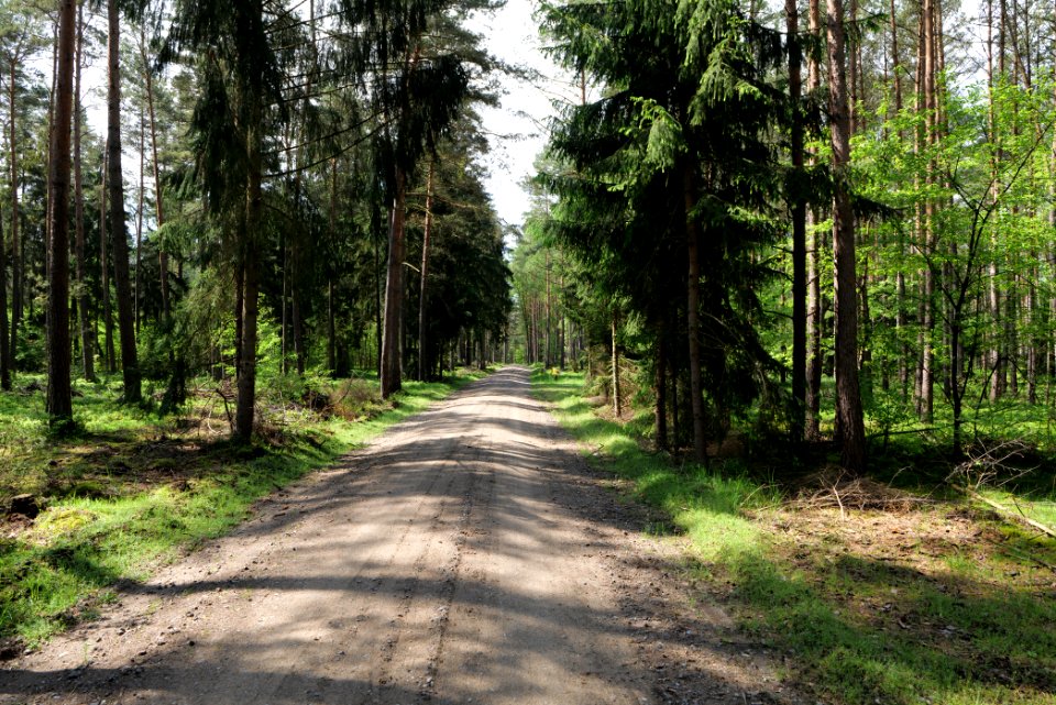 Forest in Densow 2021-05-29 08