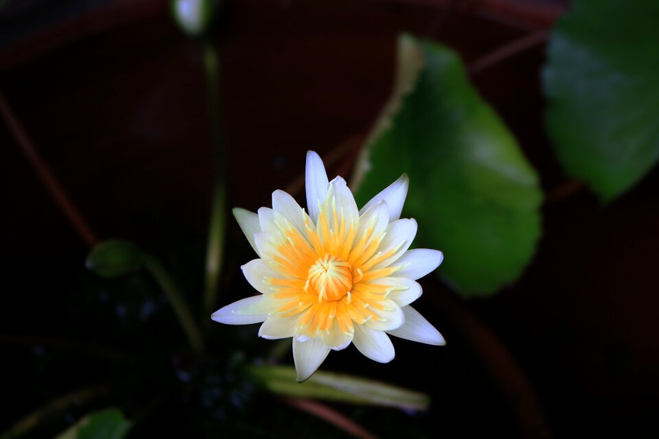 Late into the night flower garden atmosphere