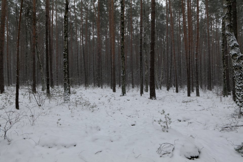 Forest Beelitz with snow 2021-02-07 17