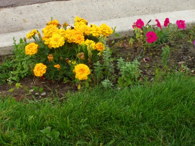 Flower bed 906