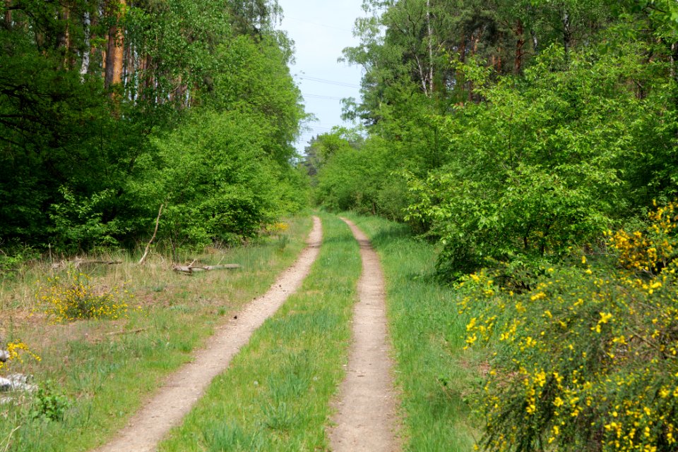 Forest between Hennigsdorf and Oranienburg 2020-05-10 05