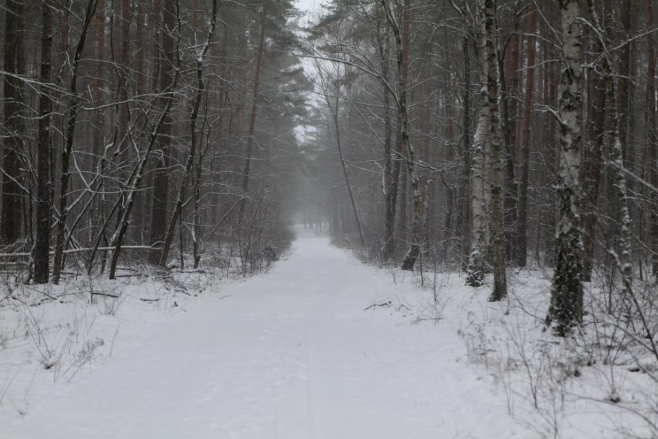 Forest Beelitz with snow 2021-02-07 16