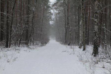 Forest Beelitz with snow 2021-02-07 16