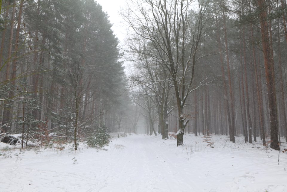 Forest Caputh with snow 2021-02-07 01