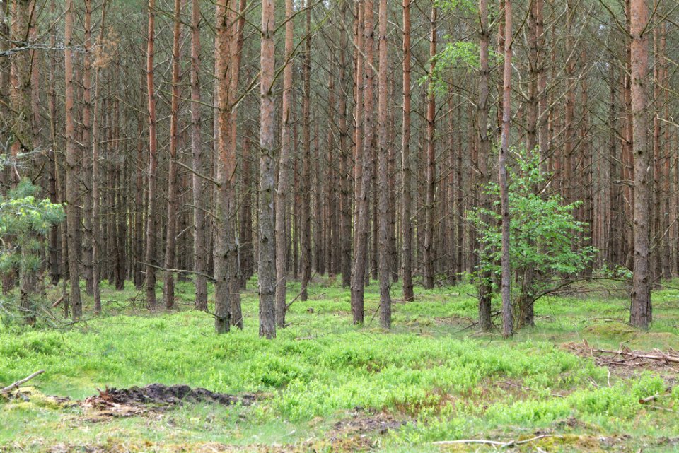 Forest Himmelpfort 2021-05-29 73