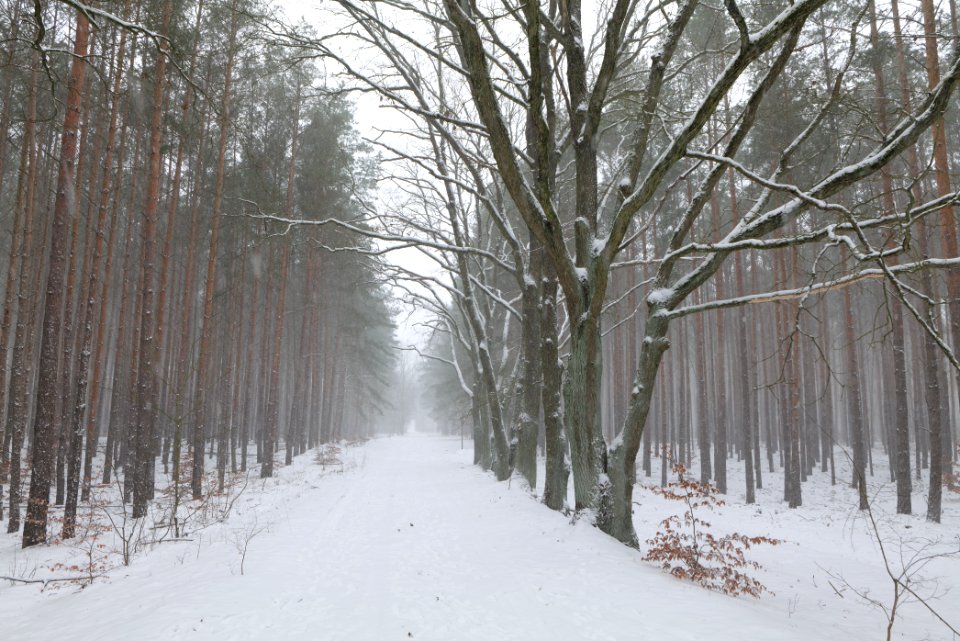 Forest Caputh with snow 2021-02-07 05