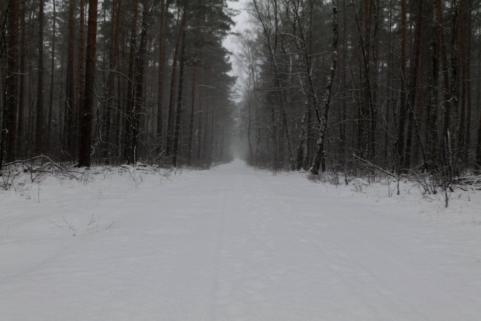 Forest Beelitz with snow 2021-02-07 12