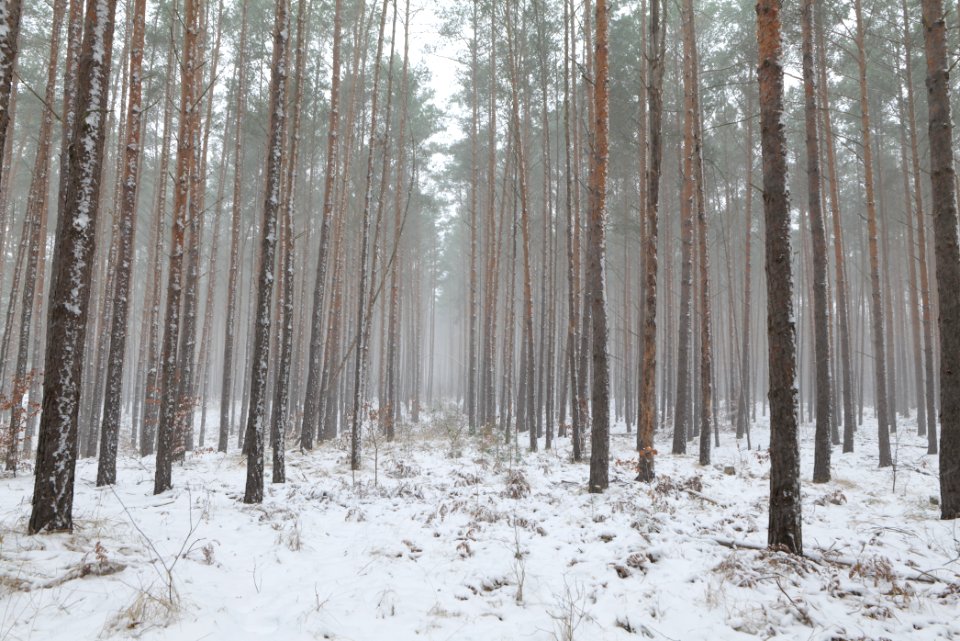 Forest Caputh with snow 2021-02-07 10