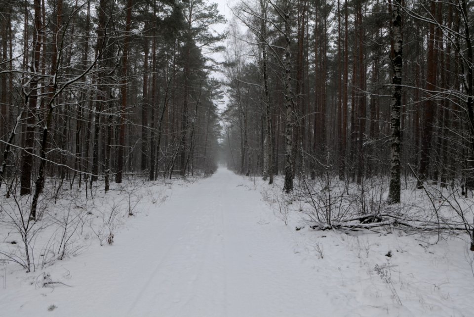 Forest Beelitz with snow 2021-02-07 15