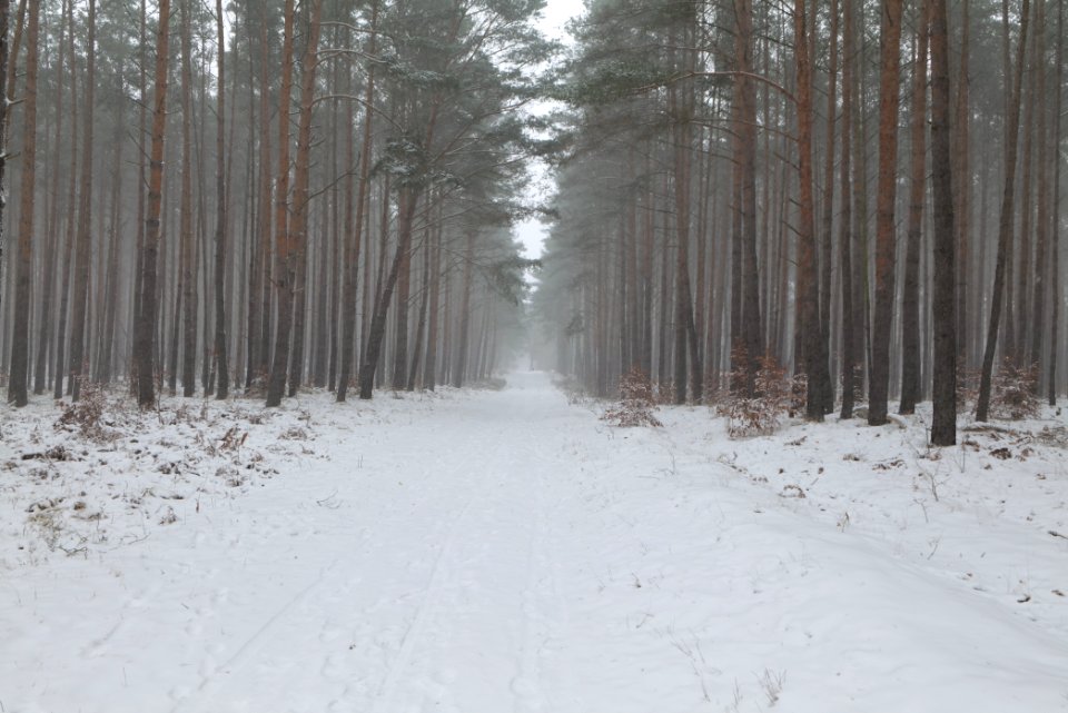 Forest Caputh with snow 2021-02-07 09