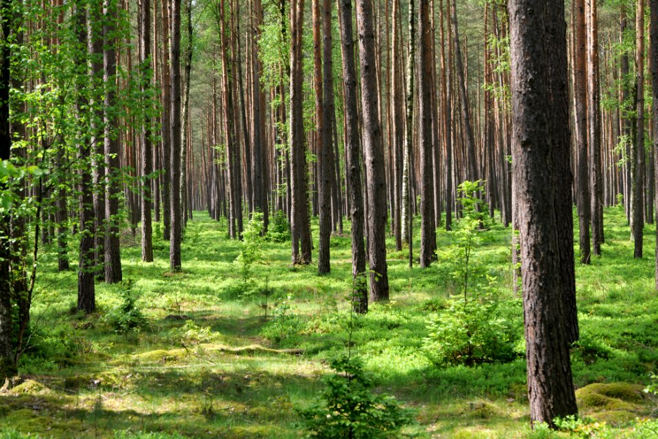 Forest in Densow 2021-05-29 31