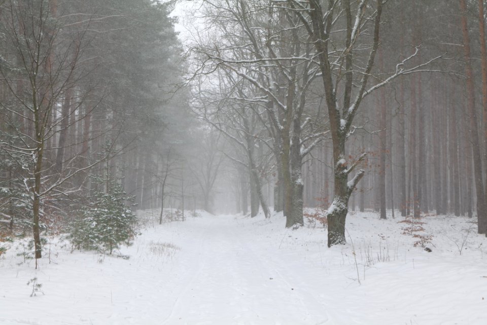 Forest Caputh with snow 2021-02-07 03