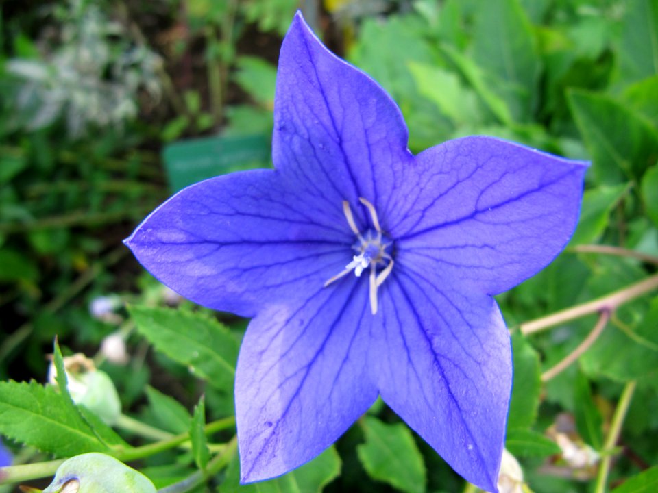 Fleur bleue au jardin des iris