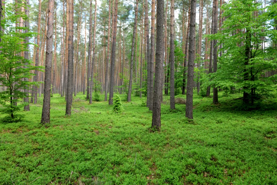 Forest in Densow 2021-05-29 37