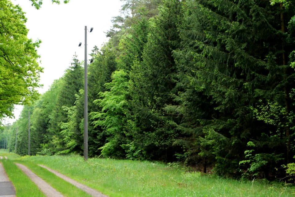 Forest Fürstenberg Himmelpfort 2021-05-29 07