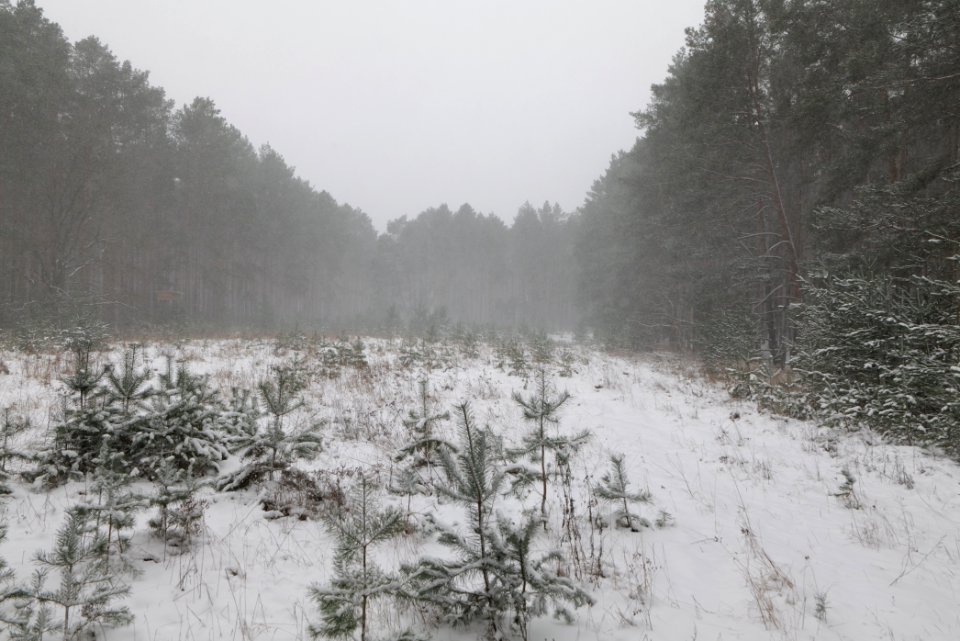 Forest Caputh with snow 2021-02-07 08