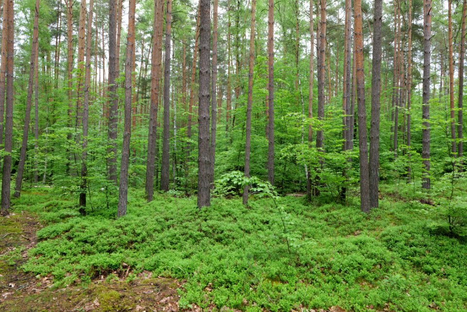 Forest Fürstenberg Himmelpfort 2021-05-29 03