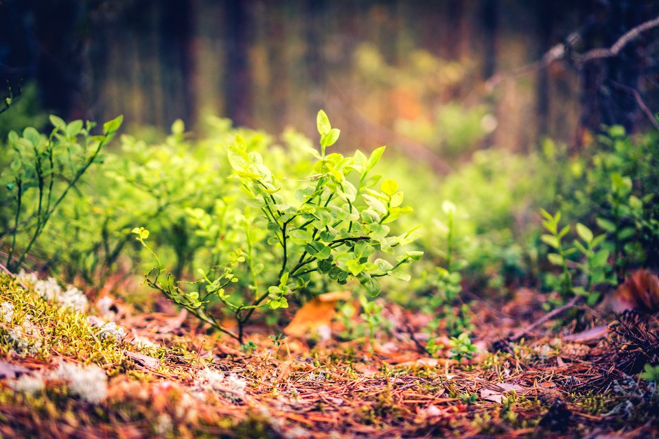 Forest Floor (220036897)