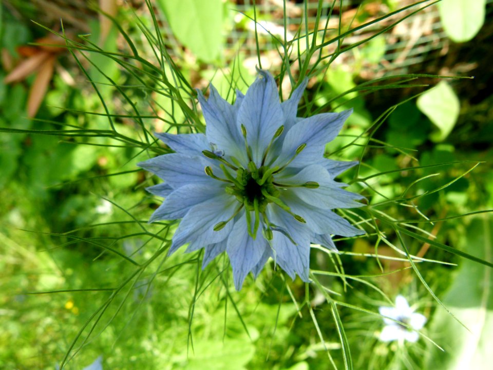 Fleur 1 Jardin des Plantes