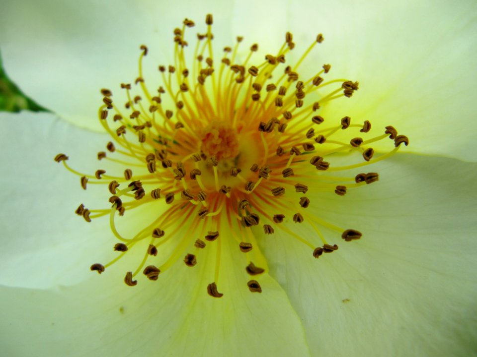 Fleur blanche pistil jaune