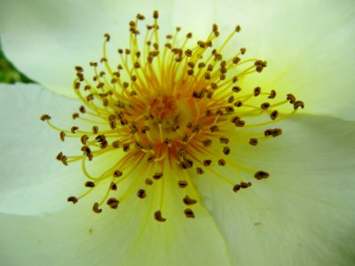 Fleur blanche pistil jaune