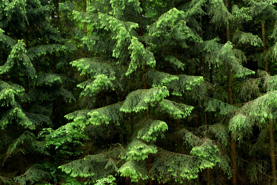 Forest Fürstenberg Himmelpfort 2021-05-29 11