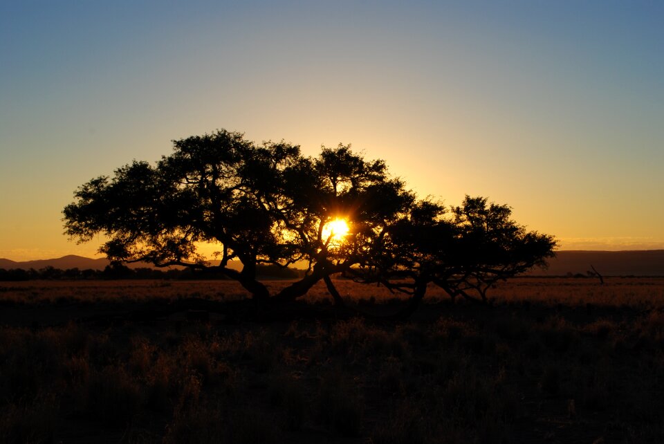 Landscape tree abendstimmung