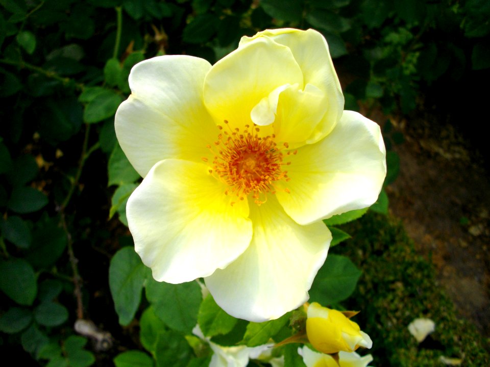 Fleur blanche centre jaune