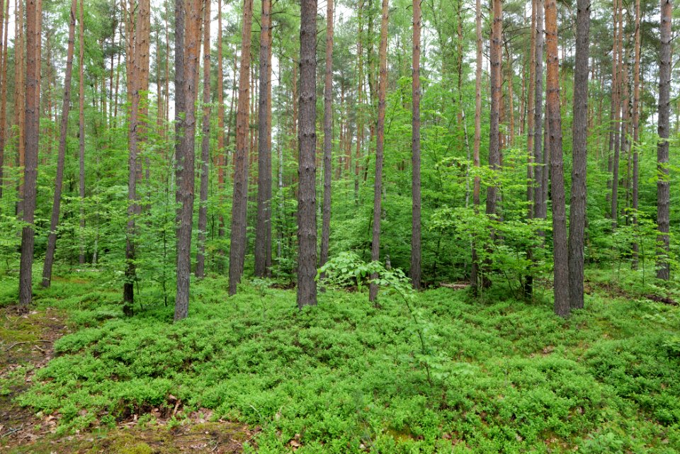 Forest Fürstenberg Himmelpfort 2021-05-29 02
