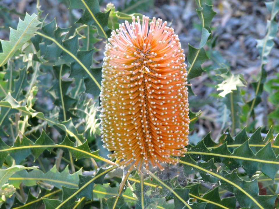 Fleur rince bouteille WA
