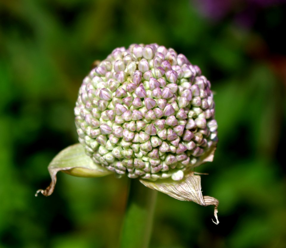 Fleur d'ail - Jardins de Bagatelle