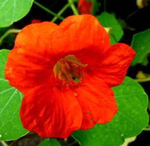 Fleur de capucine