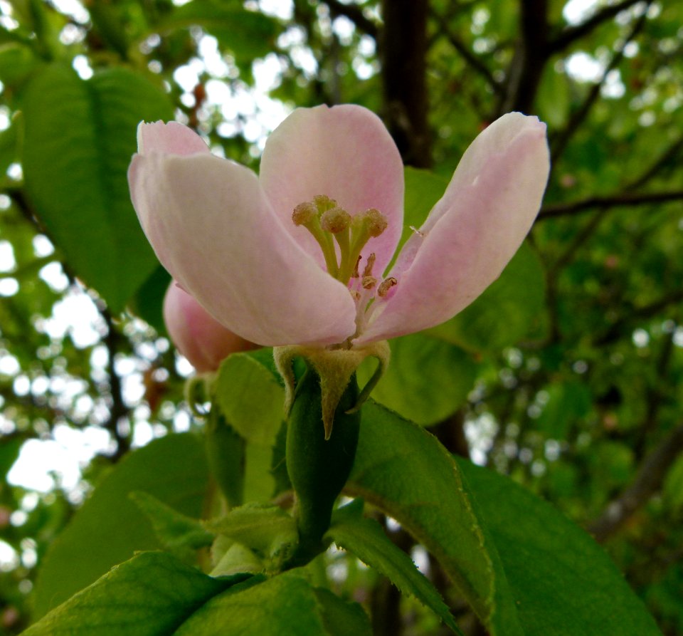 Fleur de cerisier - Jardin des Plantes