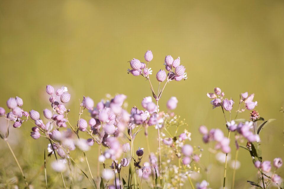 Pointed flower meadow flowers
