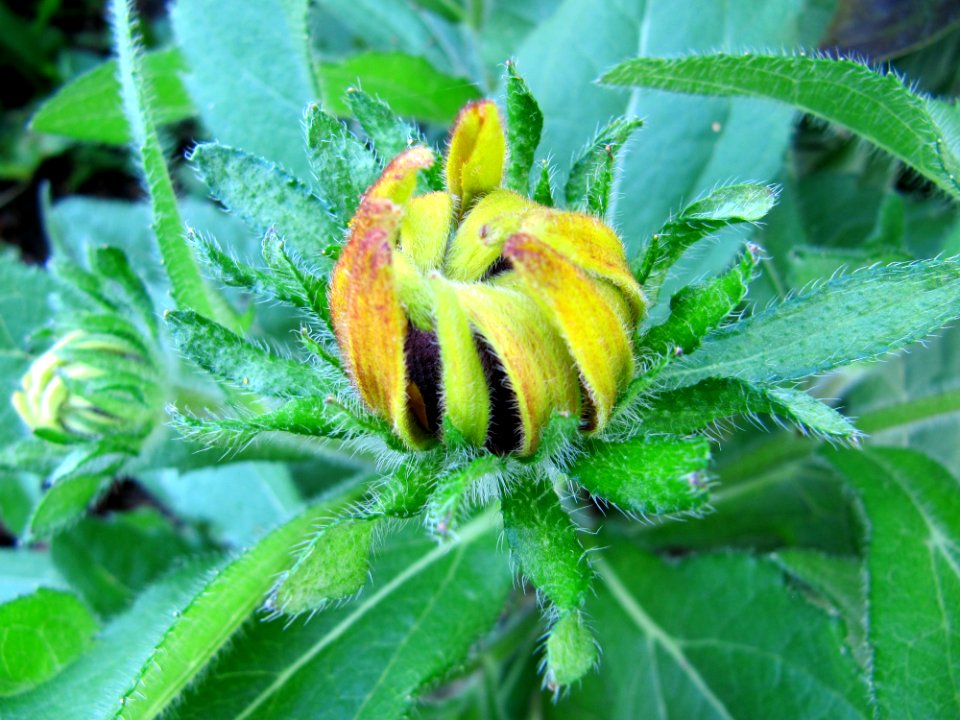 Fleur jaune pendante