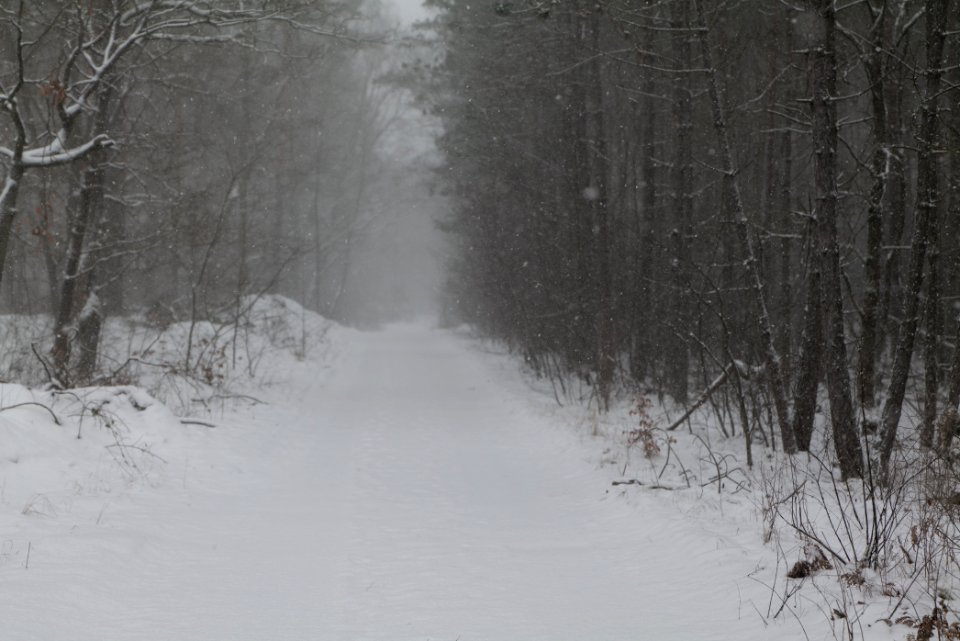 Forest Beelitz with snow 2021-02-07 05