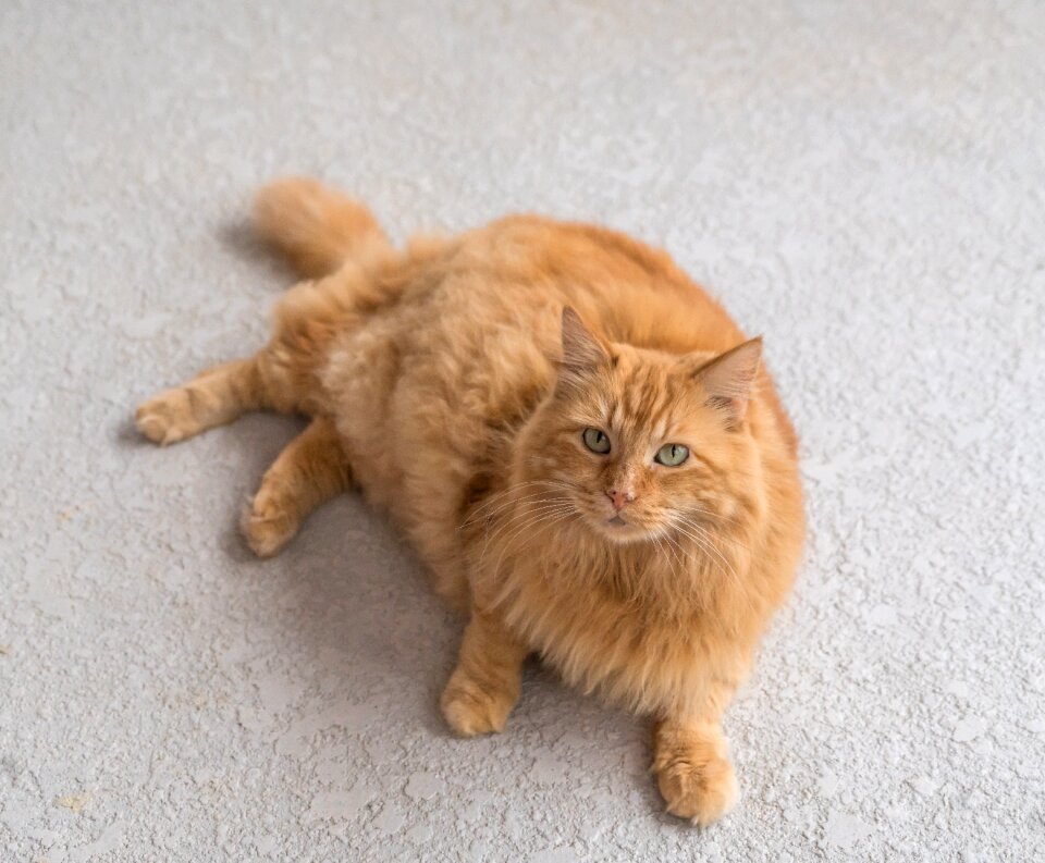 Green eyes domestic pet