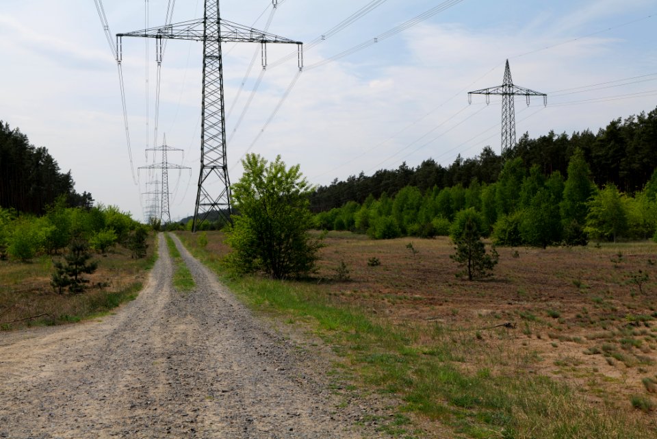 Forest between Hennigsdorf and Oranienburg 2020-05-10 08