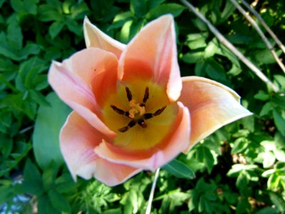 Fleur 02