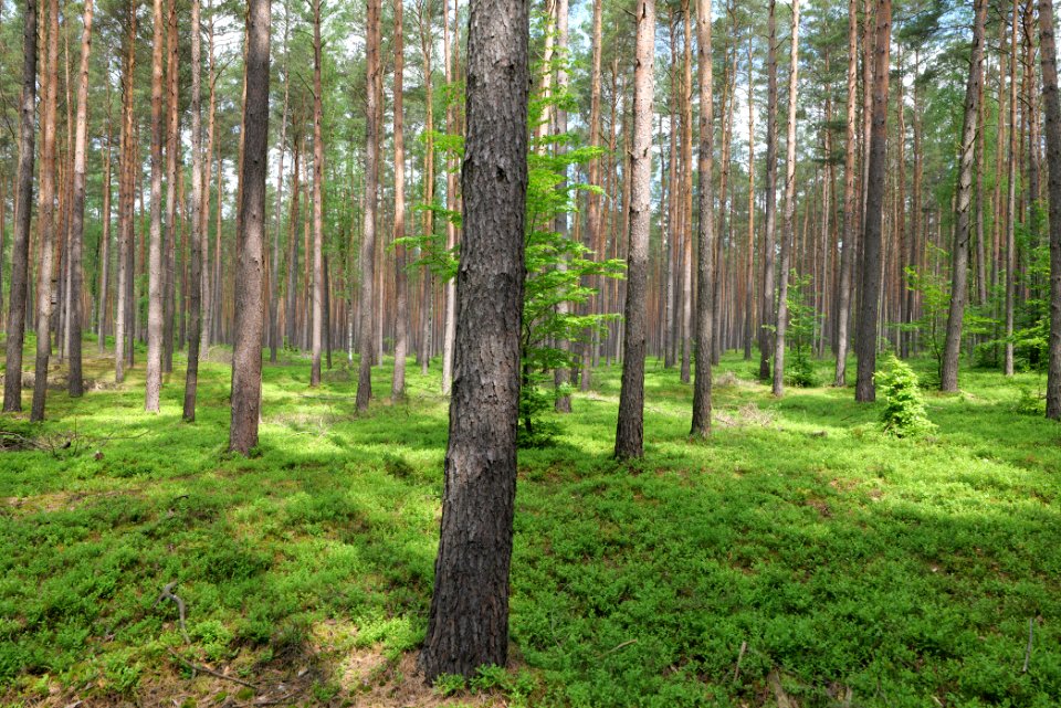 Forest in Densow 2021-05-29 39
